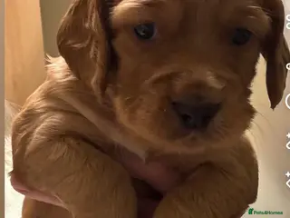 Cocker Spaniel dogs Beautiful KC Reg. Working Cocker Spaniels - Advert 14