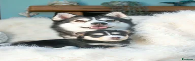 Puppy 2