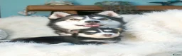 Pomsky dogs for sale: STUNNING POMSKY PUPPIES  - Advert 20
