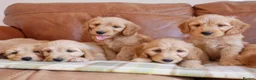 Goldendoodle dogs for sale: Quality Health Tested Miniature Goldendoodles - Advert 7