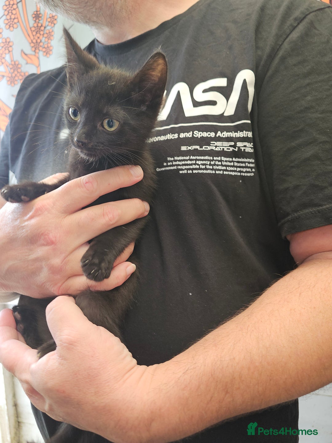 Mixed Breed cats for sale: KITTENS READY TO LEAVE NOW ONLY  1 BLACK GIRL LEFT - Image 12