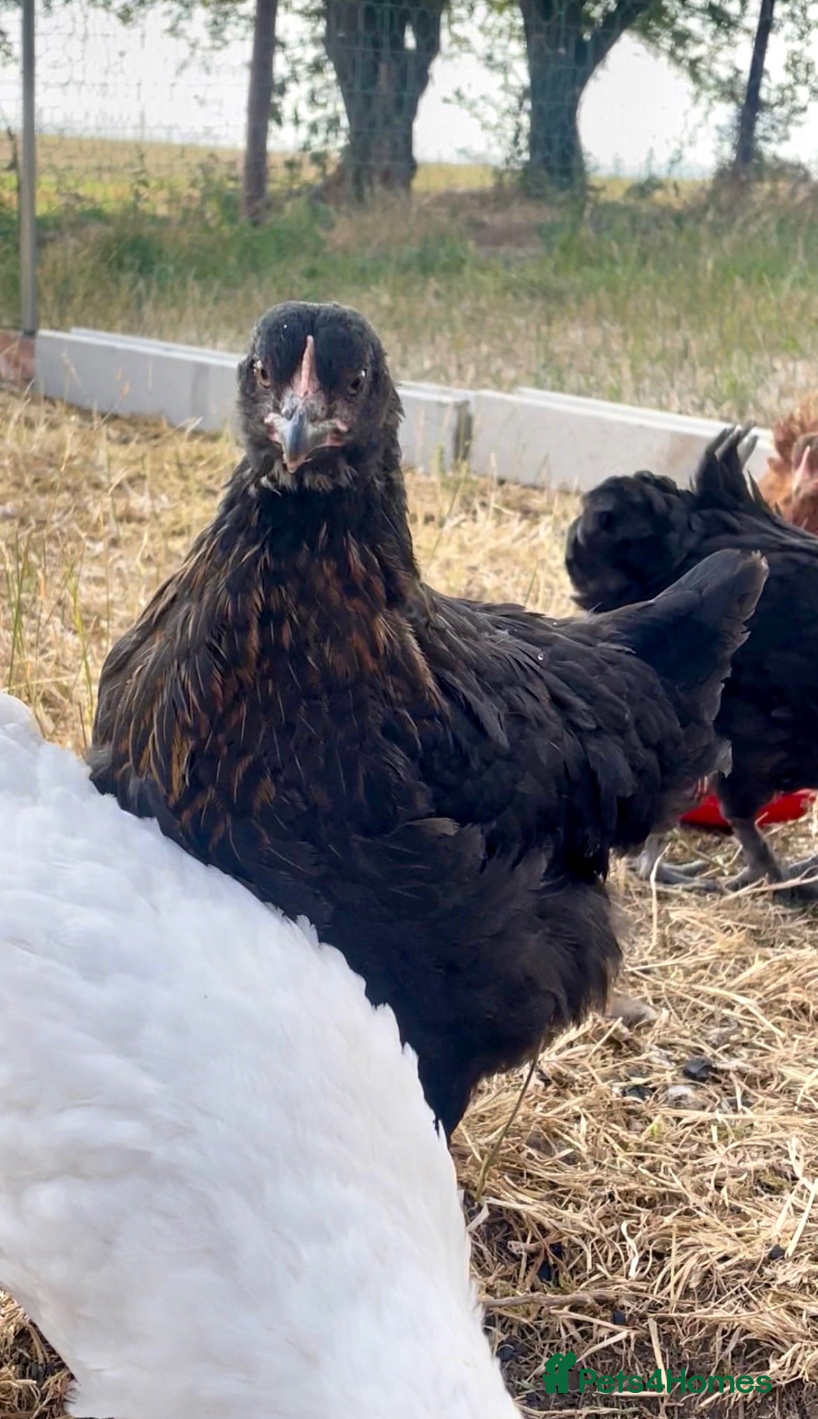 Chickens poultry Young Hens looking for a lovely home  - Advert 2