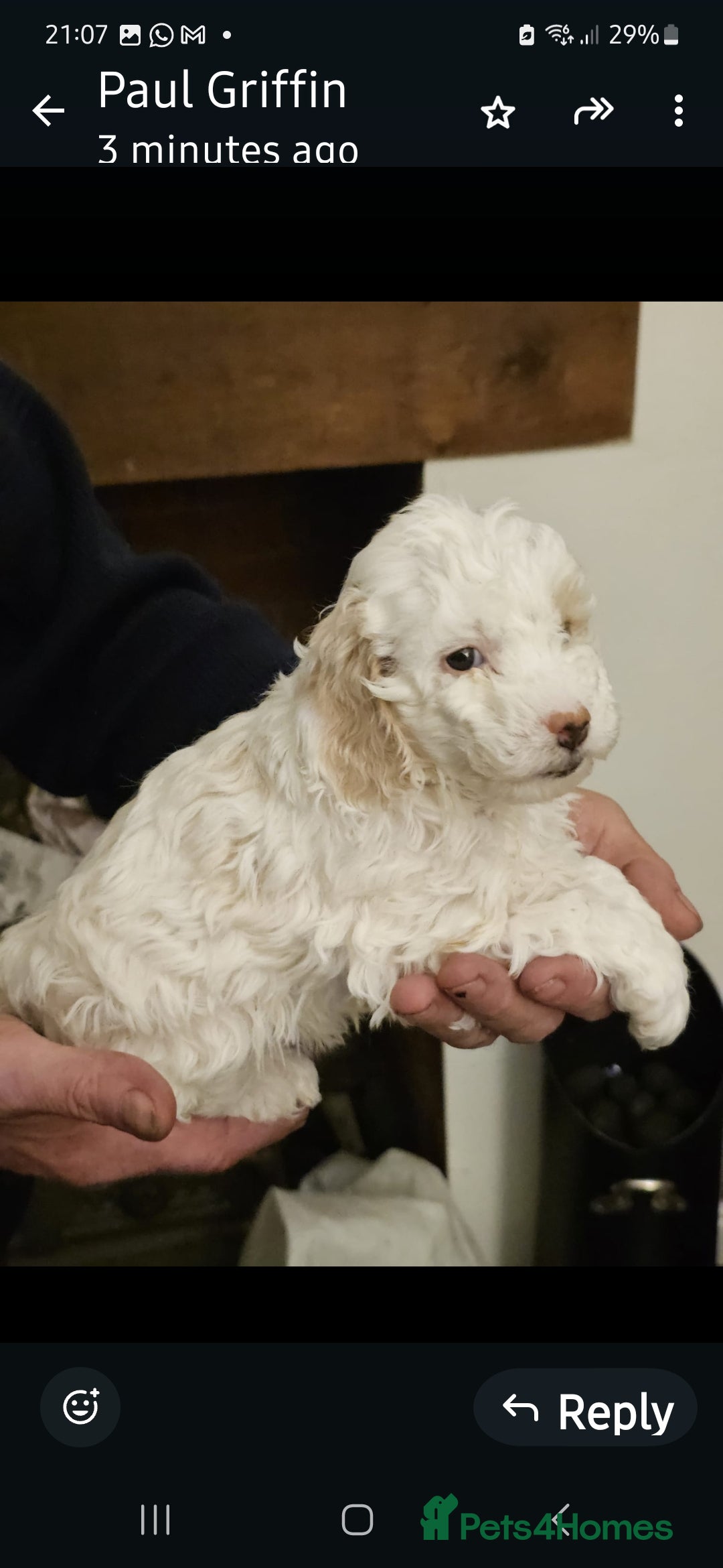 Cockapoo dogs for sale: 1 beautiful cockapoo girl - Image 12