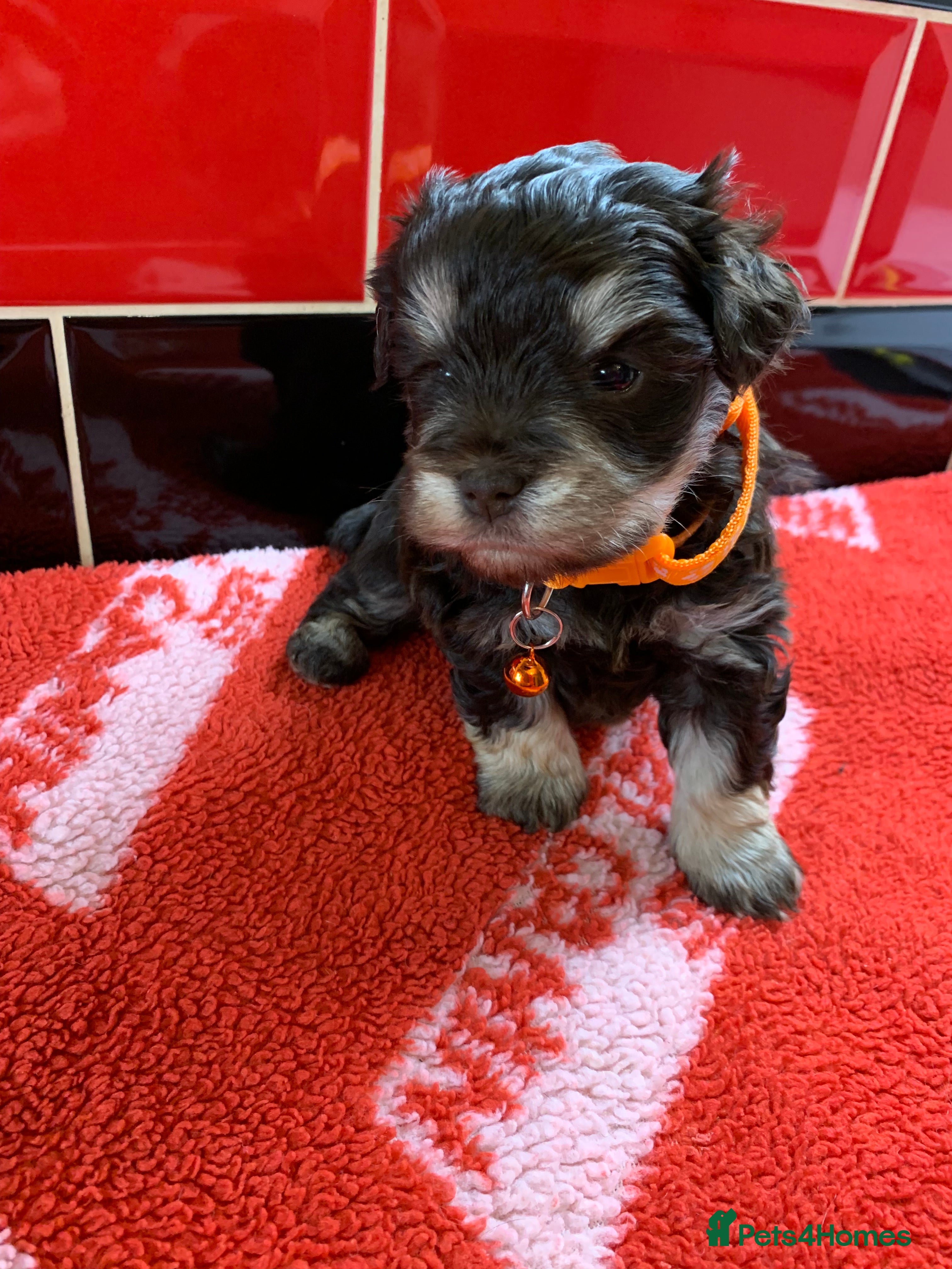 Miniature Schnauzer dogs 5* LICENSED KC MINI/TOY CHOCOLATE SCHNAUZERS 2 - Advert 9