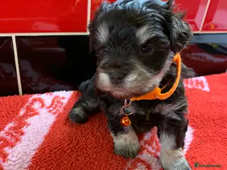 Miniature Schnauzer dogs 5* LICENSED KC MINI/TOY CHOCOLATE SCHNAUZERS 2 - Advert 9