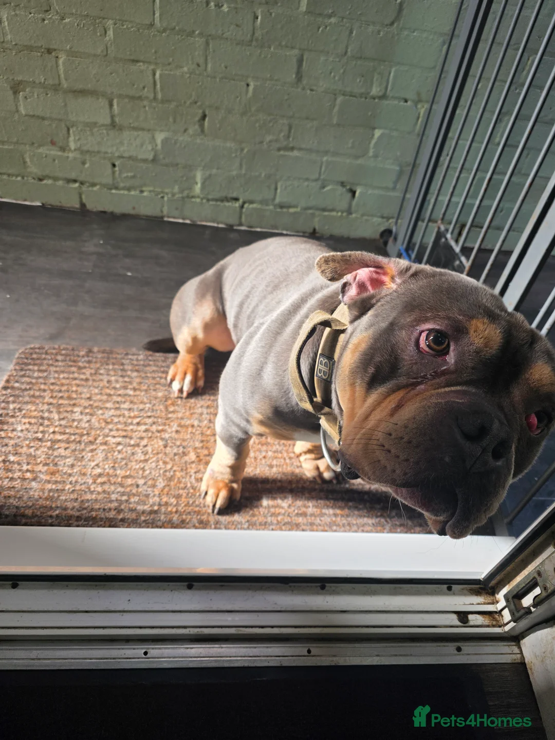 American Bully dogs for sale: Stunning Blue Pocket Bully!! - Advert 6