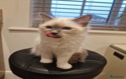 Birman cats for sale: Birman babies ready now. 26 years experience  in Billingham - Image 5