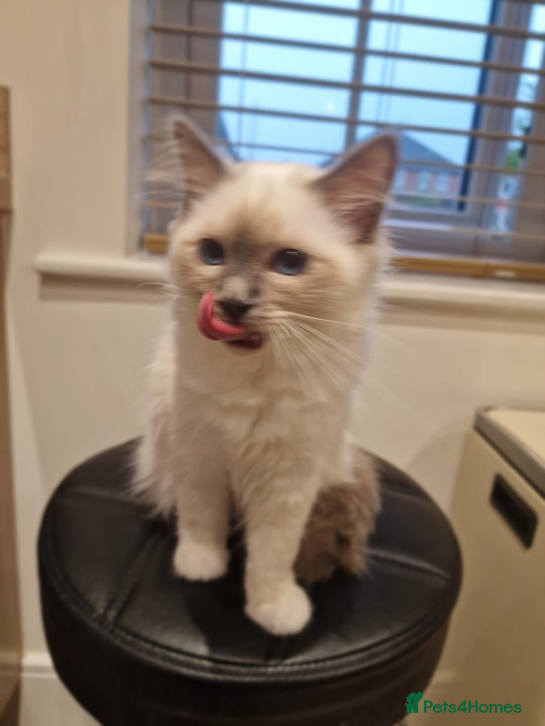 Birman cats for sale: Birman babies ready now. 26 years experience  in Billingham - Image 5