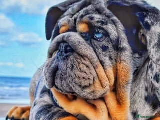 English Bulldog dogs - Advert 4