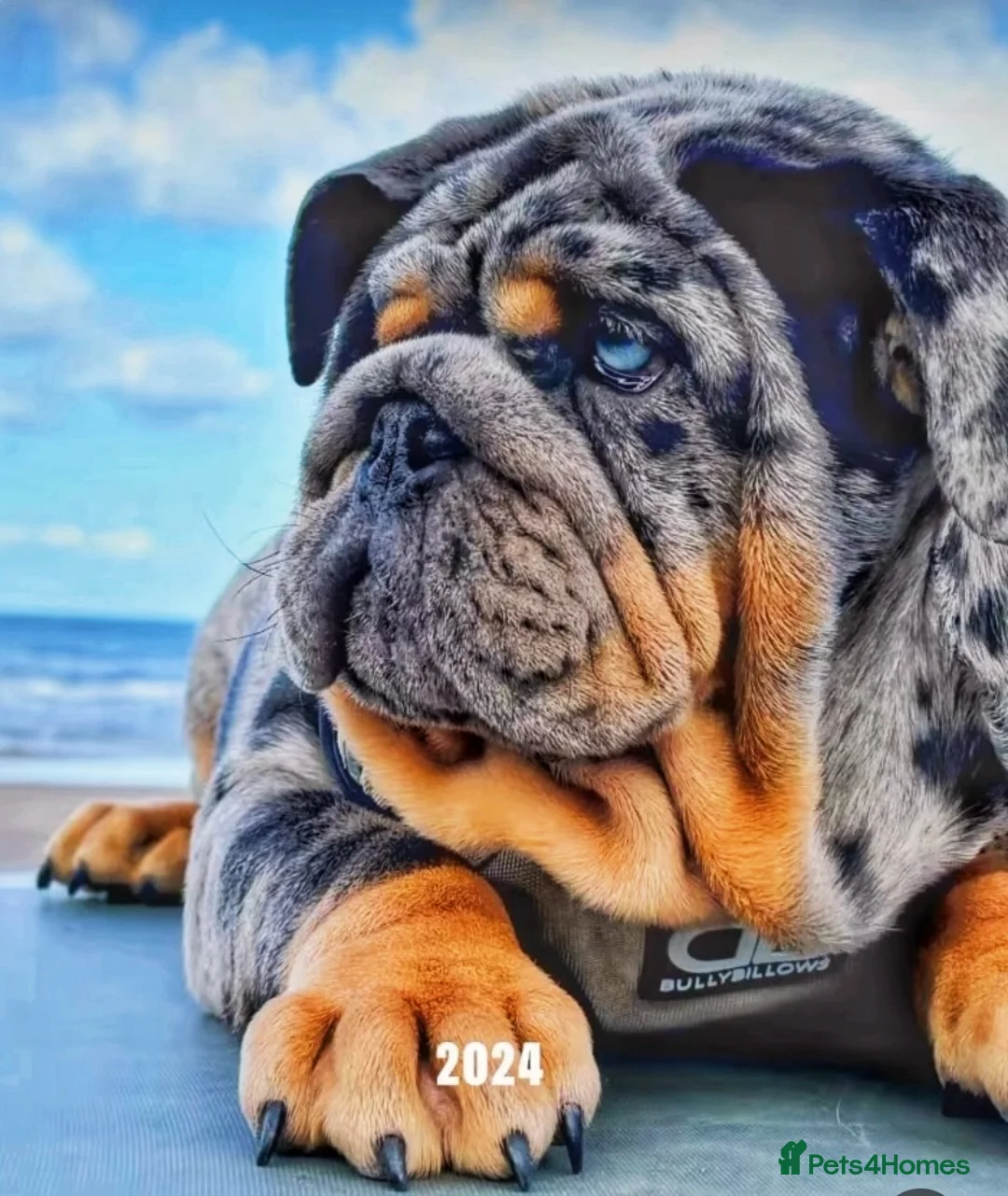 English Bulldog dogs for stud: Bugzy - Advert 1