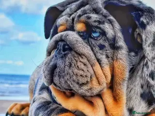 English Bulldog dogs Bugzy - Advert 6