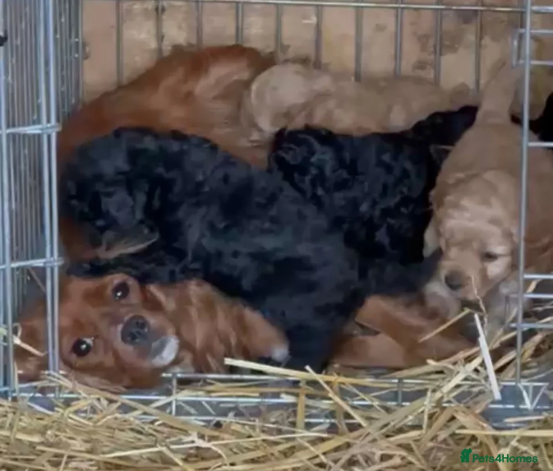 Cavapoo dogs for sale: Gorgeous Red and Black F1 Toy Cavapoos in Maldon - Advert 2