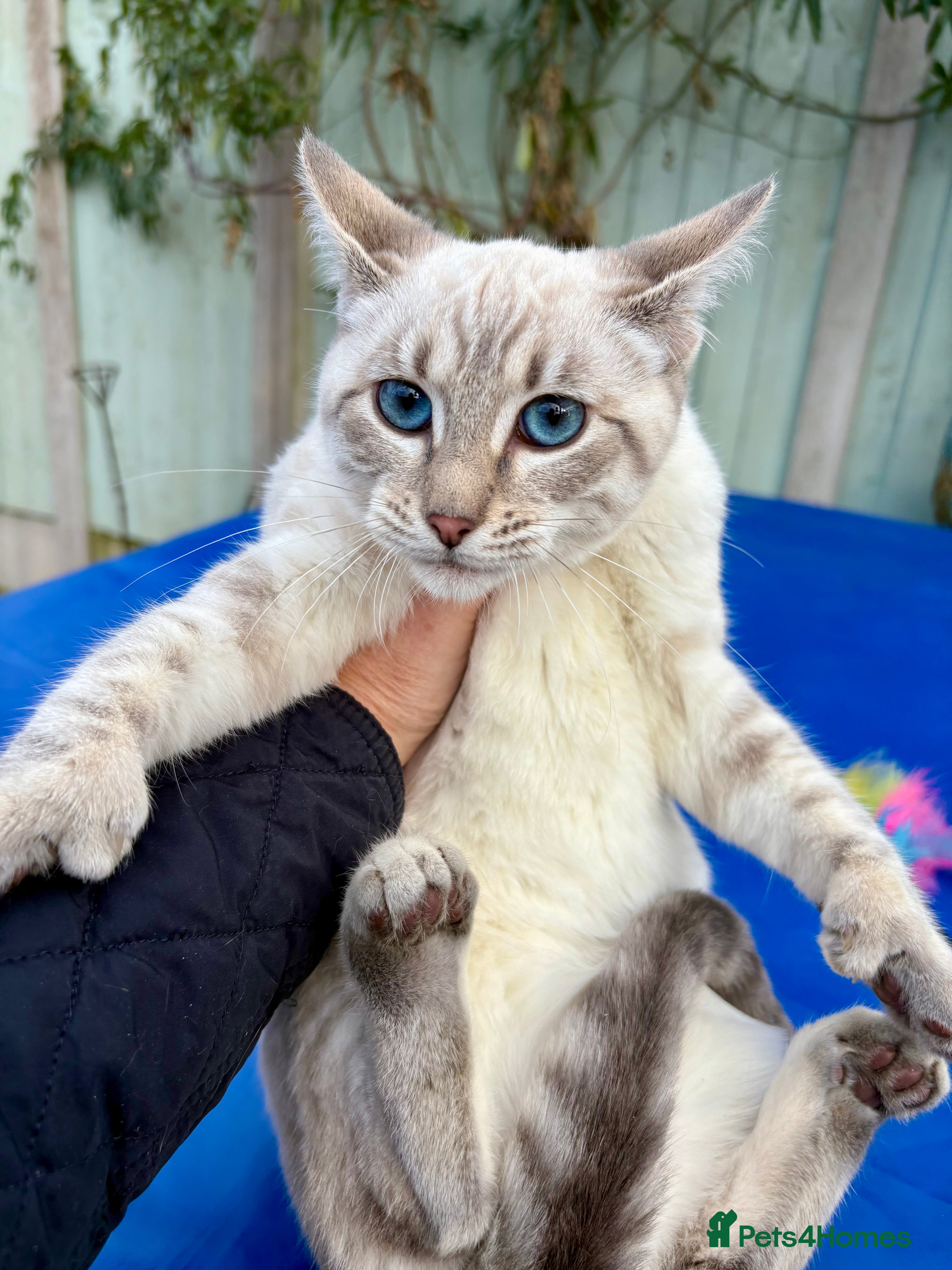 Keetso cats Superb polydactyl girl - Advert 2