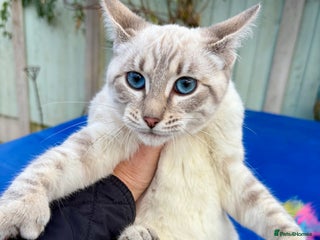 Keetso cats Superb polydactyl girl - Advert 2