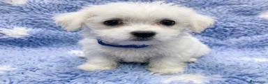 blue collar puppy 