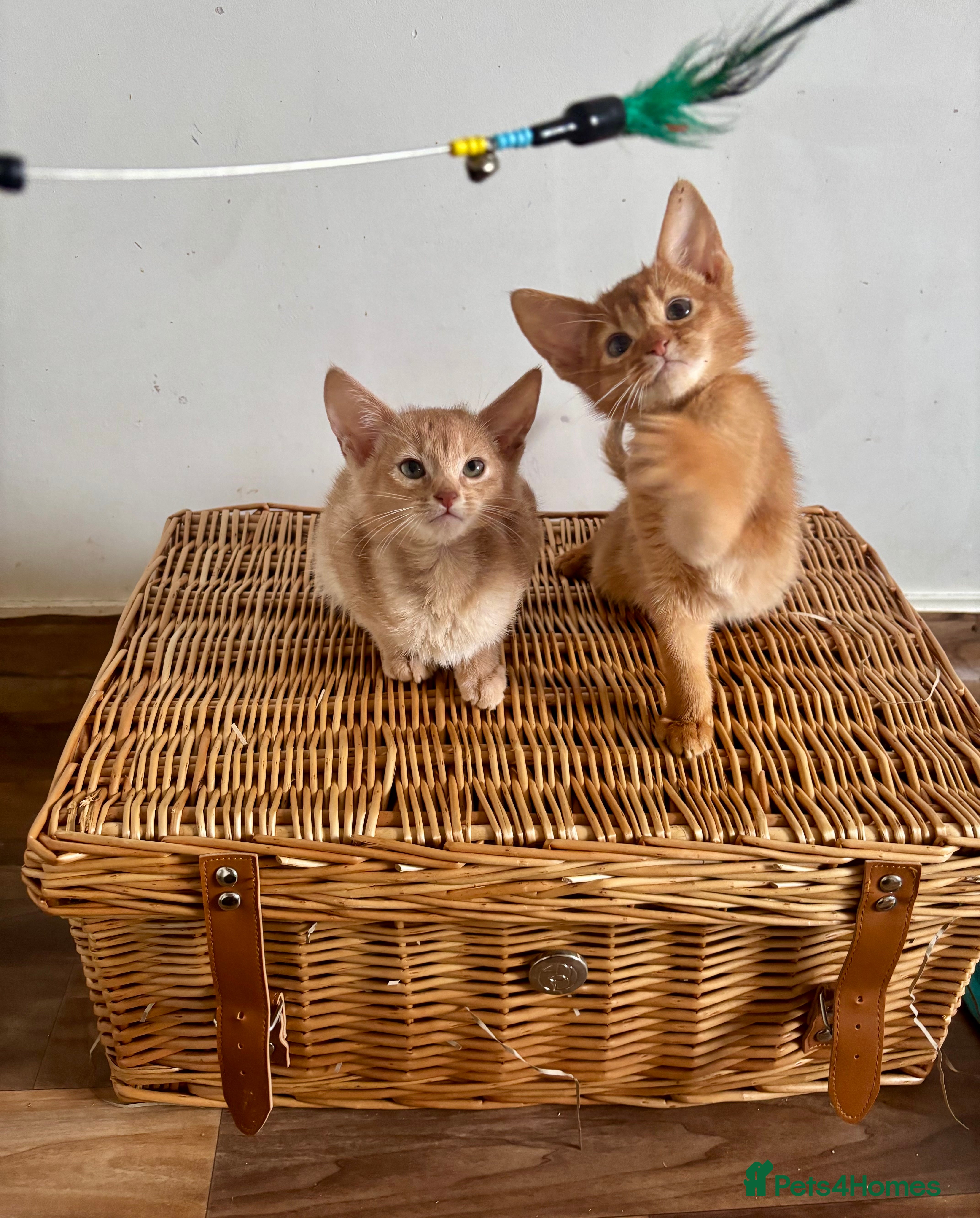 Abyssinian cats Pure pedigree Tica registered Abyssinian kittens  - Advert 1