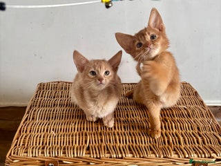 Abyssinian cats Pure pedigree Tica registered Abyssinian kittens - Advert 2
