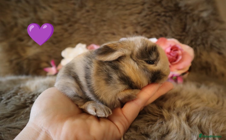 Mini Lop rabbits - Advert 5