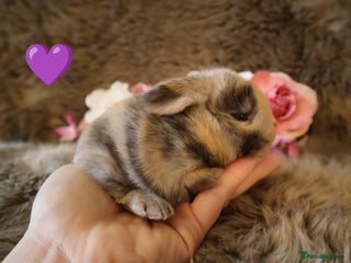 Mini Lop rabbits - Advert 5