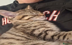 Mixed Breed cats for sale: Male kitten  - Image 2