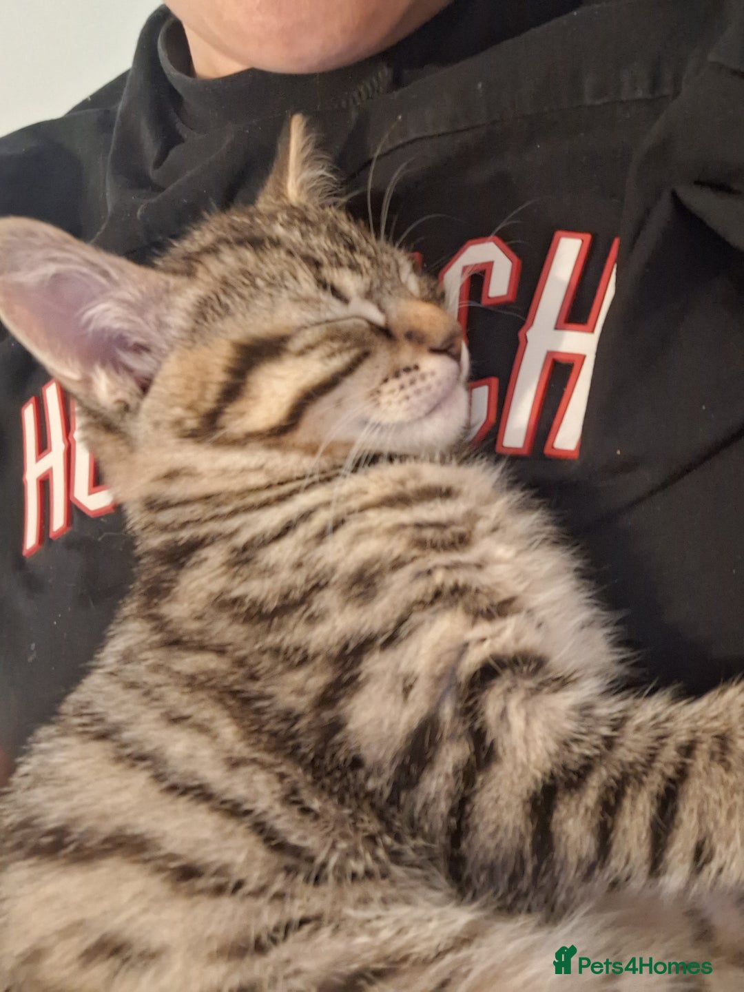 Mixed Breed cats for sale: Male kitten  - Image 2