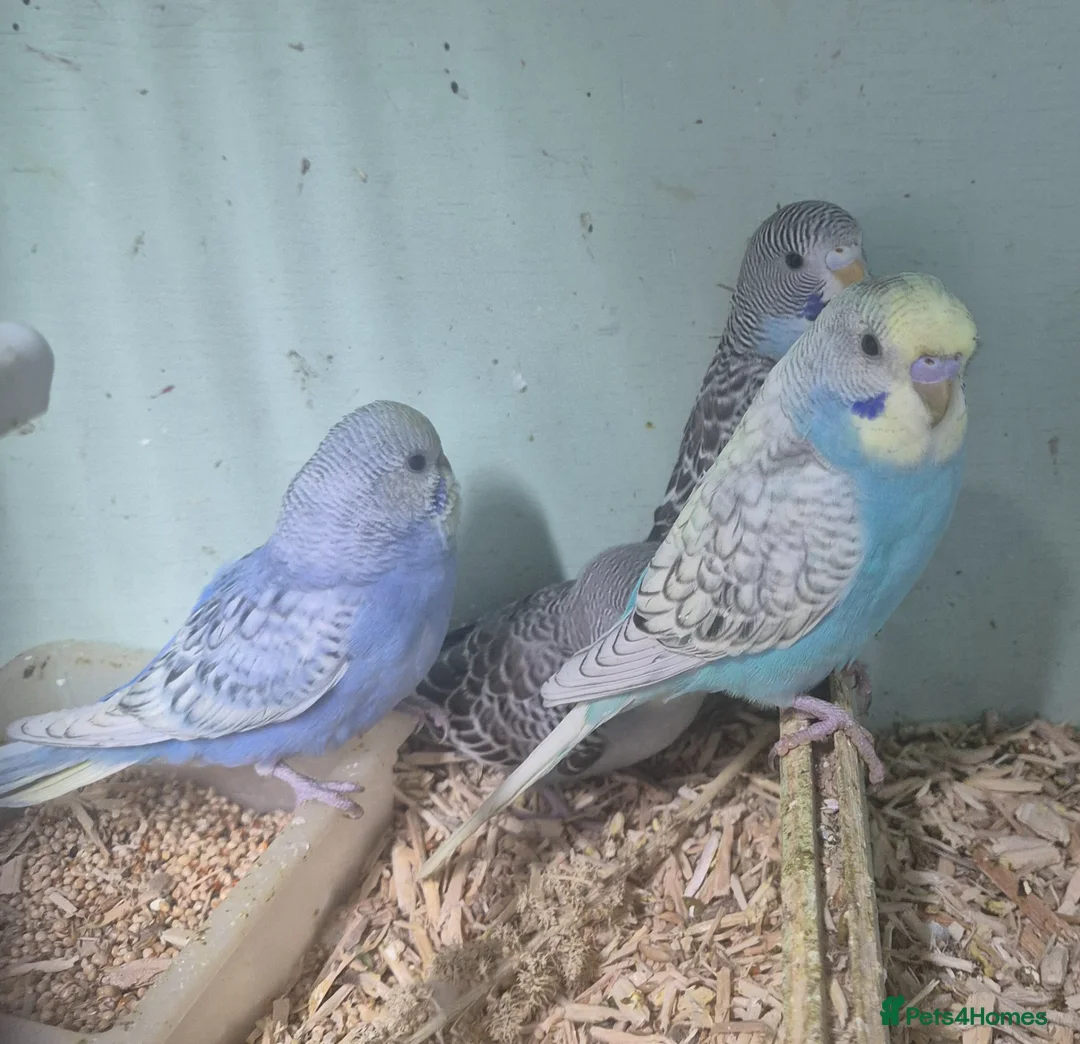 Budgerigars birds for sale: 🐦 Budgies Available 🐦 - Advert 2
