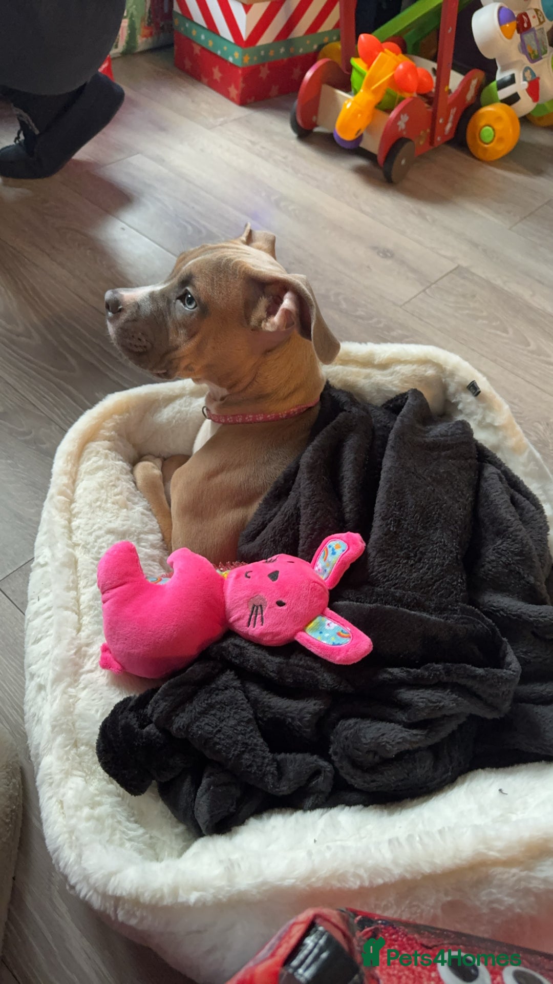 Mixed Breed dogs for sale: Angel - Staffordshire bull terrier cross boxer - Image 1