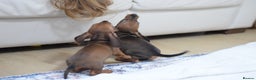 Miniature Dachshund dogs for sale: 🌟Gorgeous Miniature Dachshunds🌟 - Advert 8
