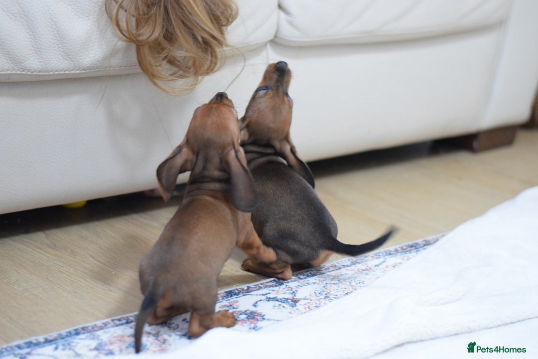 Miniature Dachshund dogs for sale: 🌟Gorgeous Miniature Dachshunds🌟 - Advert 8