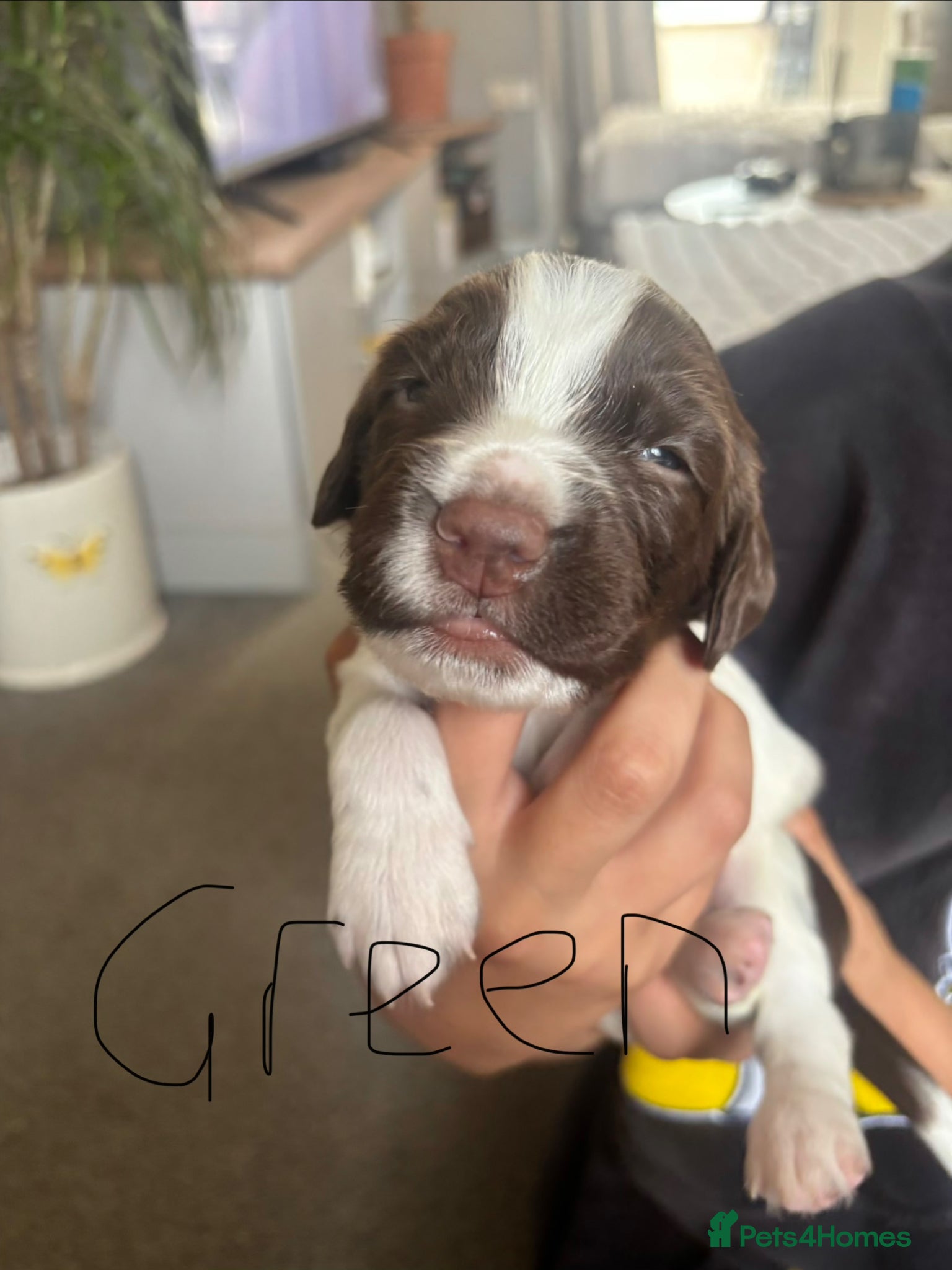 English Springer Spaniel dogs Beautiful litter of English Springer Spaniels - Advert 5