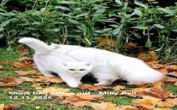 British Shorthair cats for sale: ❤ Pedigree British Short/Long Hair Kittens ❤ - Advert 4