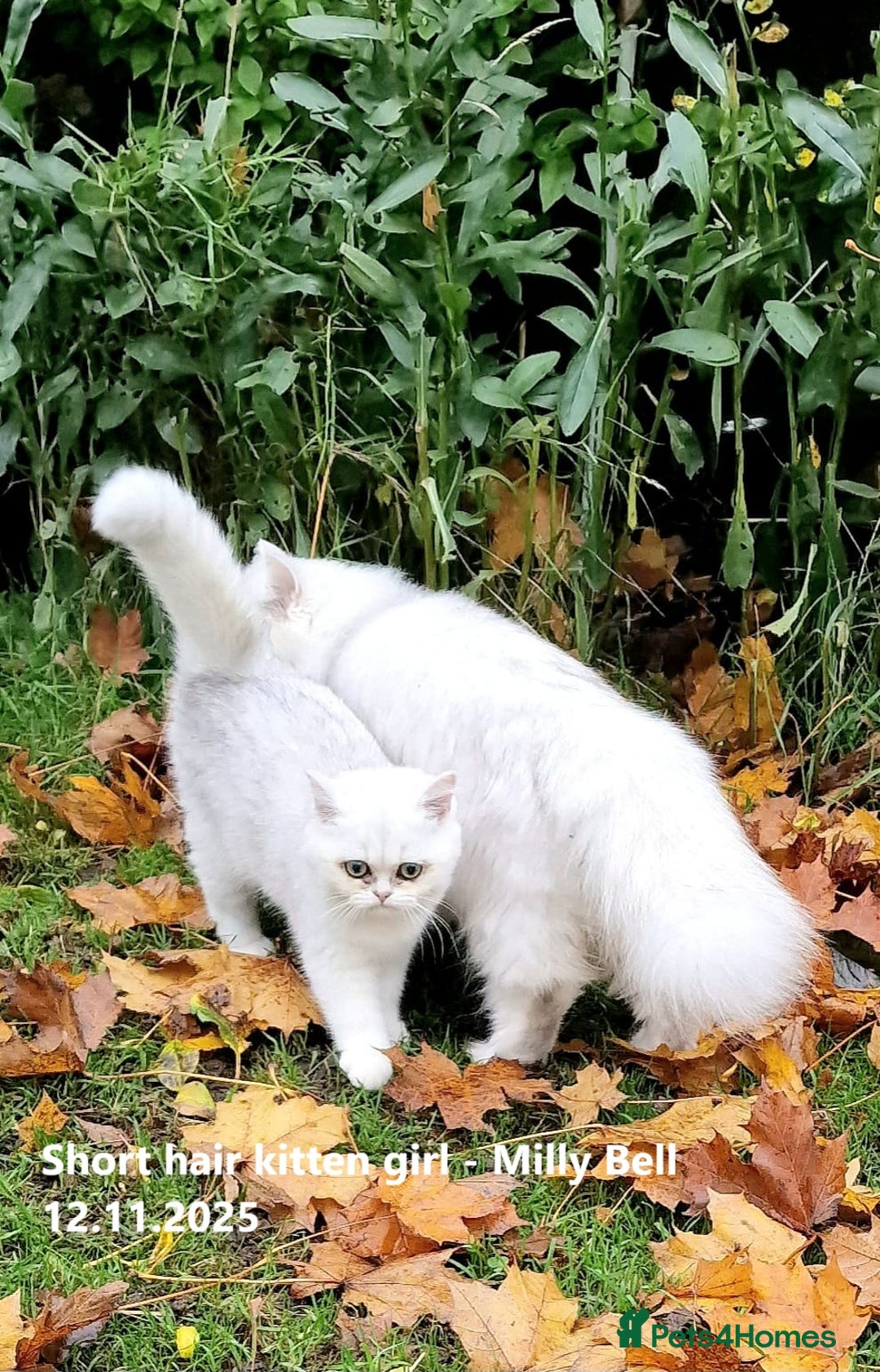 British Shorthair cats for sale: ❤ Pedigree British Short/Long Hair Kittens ❤ - Advert 4