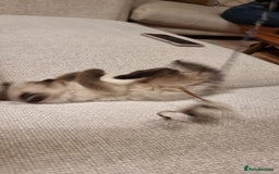 Ragdoll cats for sale: Captain Tom - Image 9