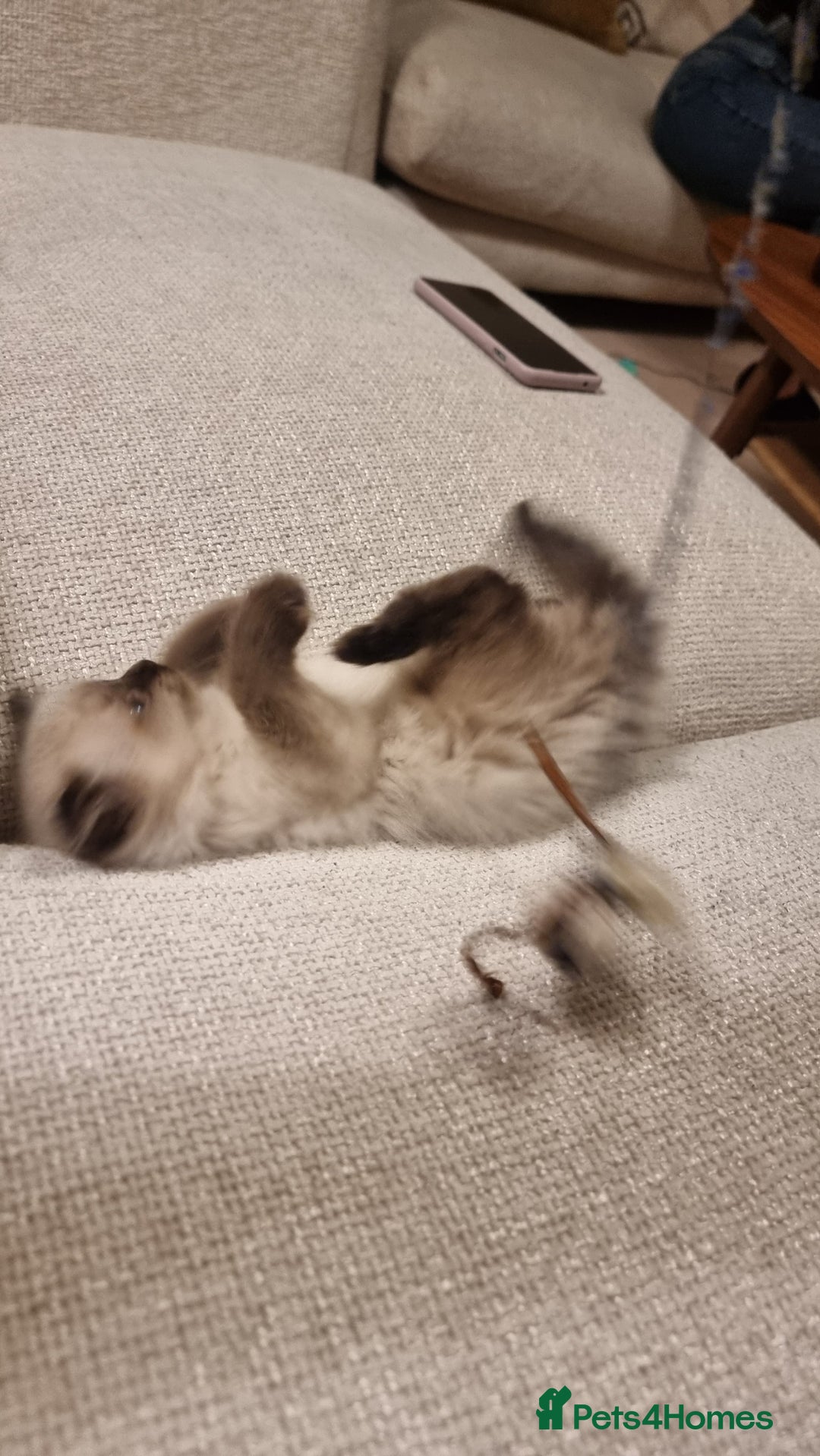 Ragdoll cats for sale: Captain Tom - Image 9