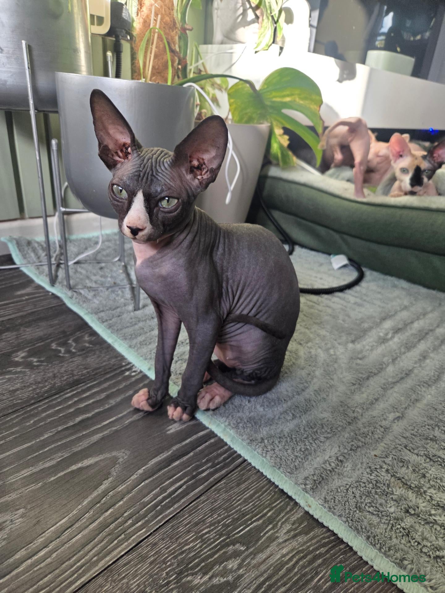 Sphynx cats Last little boy left 🩵 - Advert 1