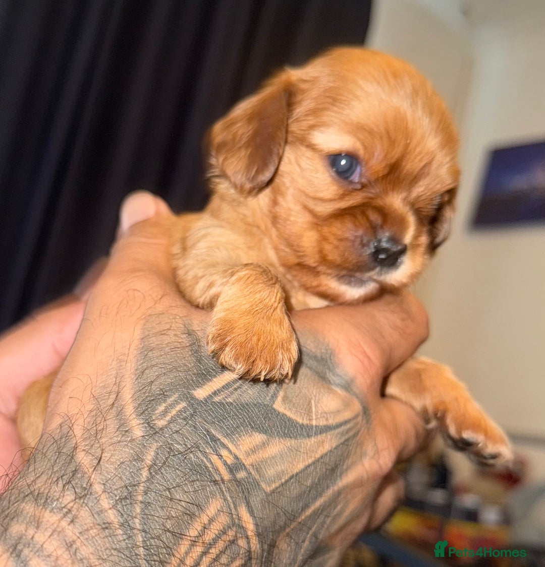 Cavalier King Charles Spaniel dogs for sale: 2 stunning little girls ready next week - Image 10
