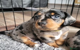 Miniature Dachshund dogs for sale: Miniature Dachshund puppies  - Image 3