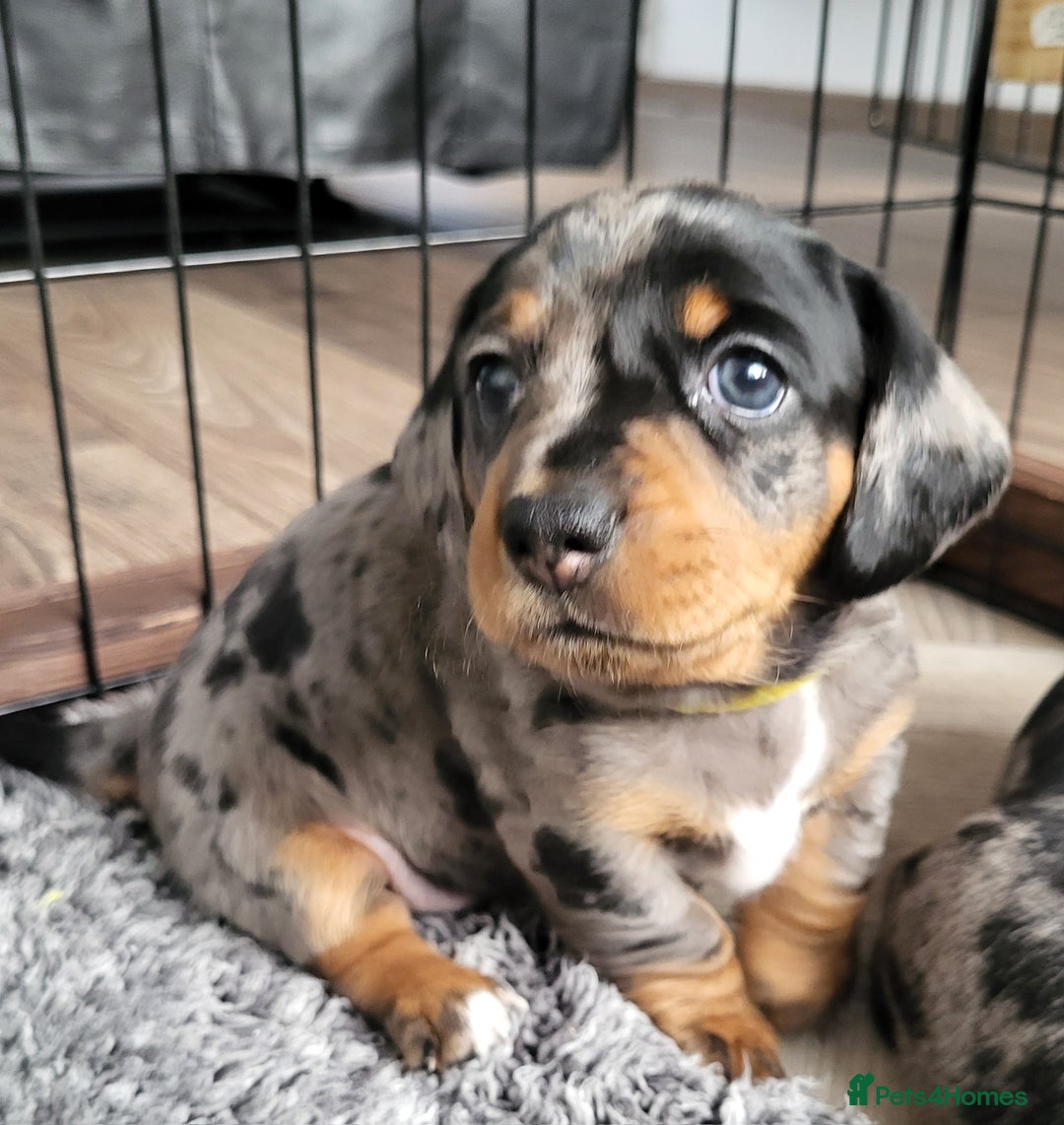 Miniature Dachshund dogs for sale: Miniature Dachshund puppies  - Image 3