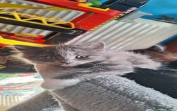 Mixed Breed cats for sale: Fluffy Kittens Gorgeous Personalities! 🐱💞 - Image 3