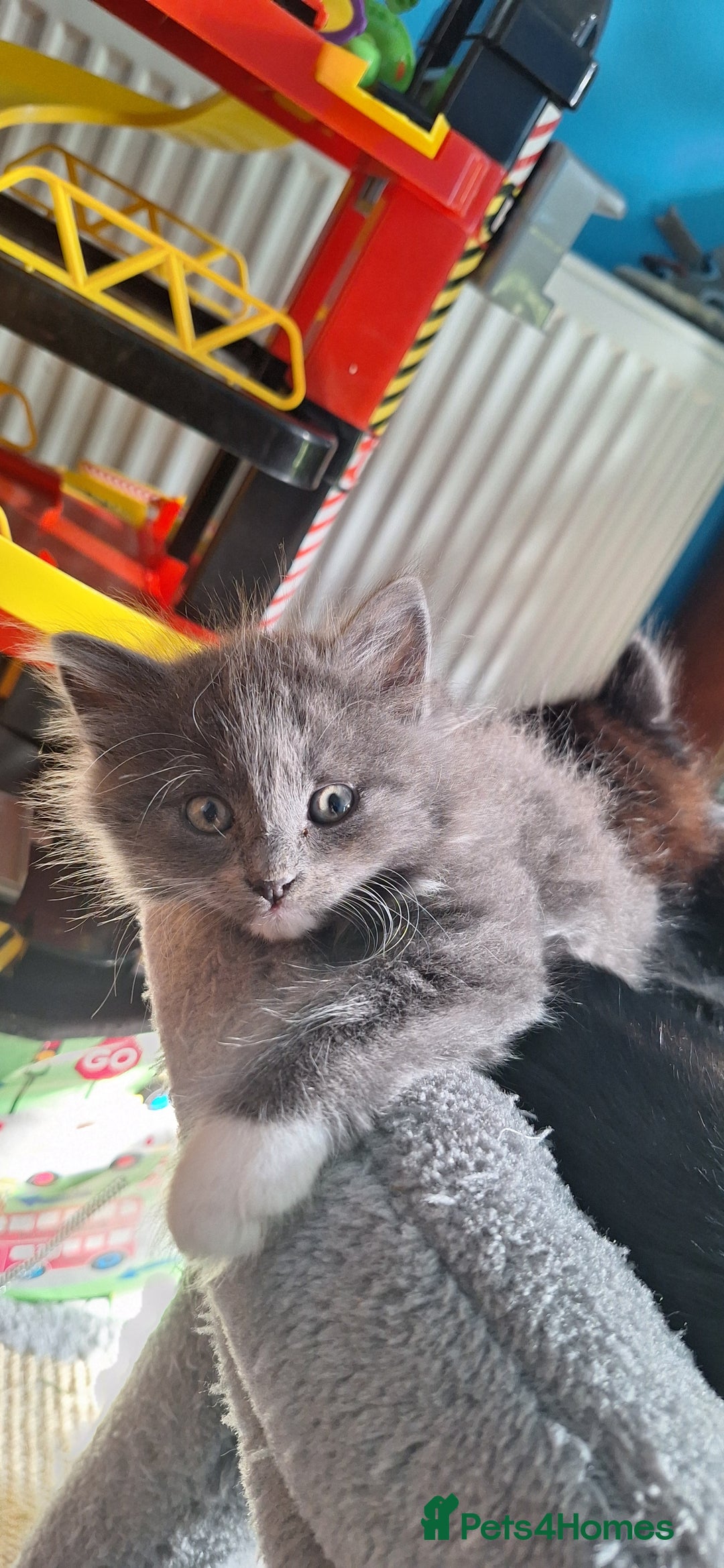 Mixed Breed cats for sale: Fluffy Kittens Gorgeous Personalities! 🐱💞 - Image 3