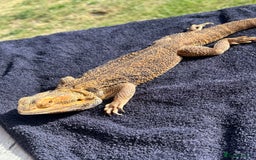Bearded Dragon reptiles for sale: Female bearded dragon - Image 2