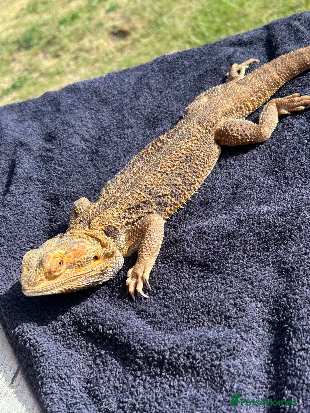 Bearded Dragon reptiles for sale: Female bearded dragon - Image 2