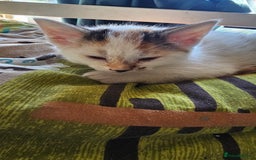 British Shorthair cats for sale: 3 Beautiful marked female kittens  - Advert 10