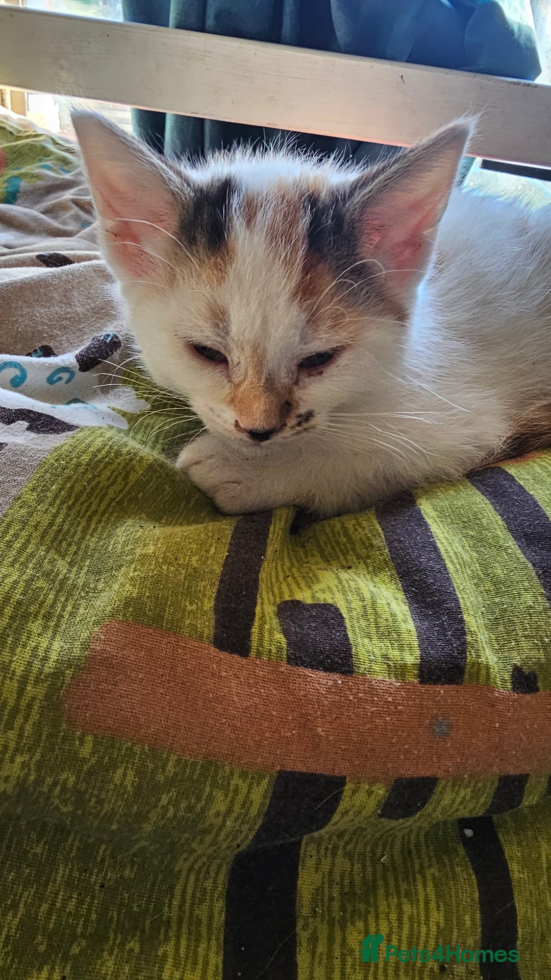 British Shorthair cats for sale: 3 Beautiful marked female kittens  - Advert 10