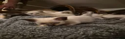 Ragdoll cats for sale: Gorgeous blue and seal ragdoll kittens - Advert 8
