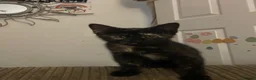 Mixed Breed cats for sale: Little black diamond - Advert 6