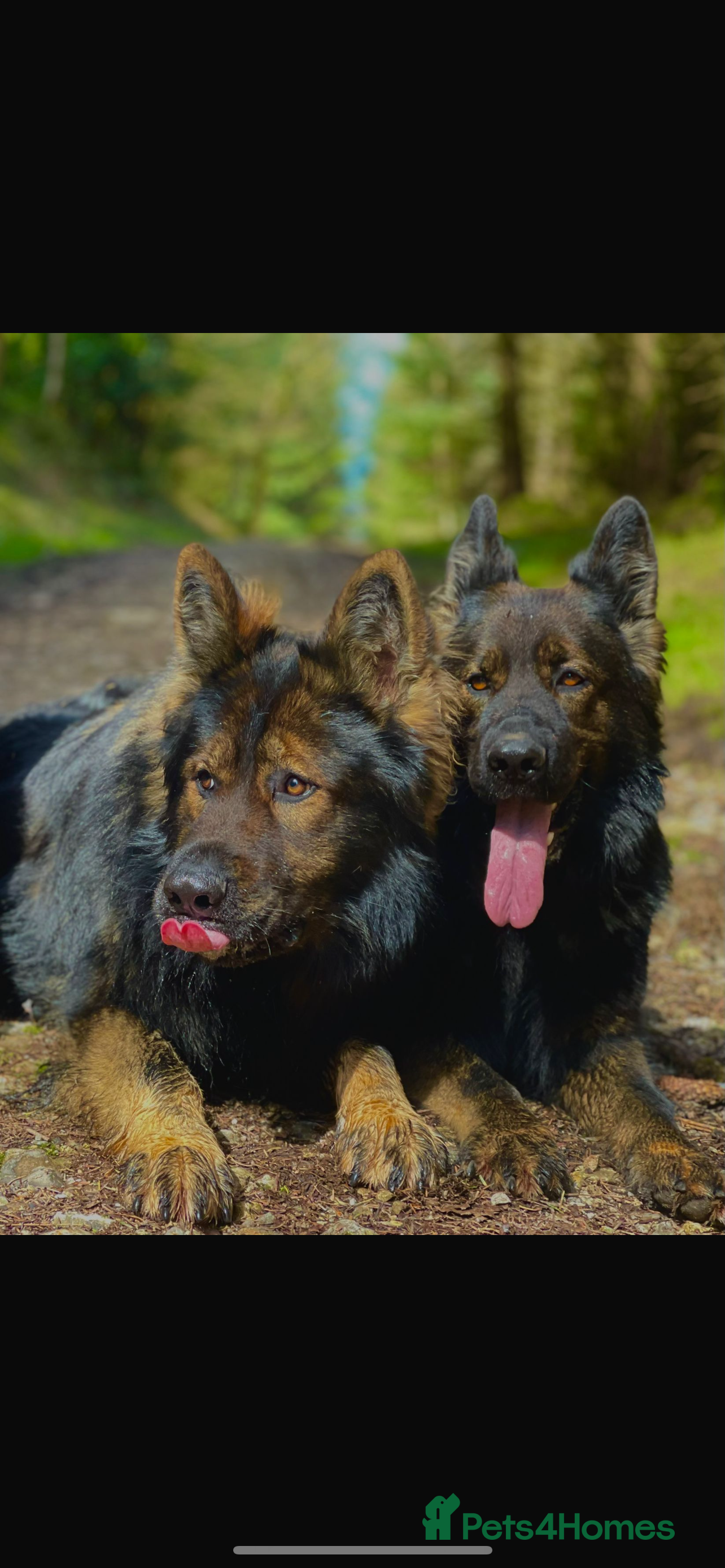 German Shepherd dogs German shepherd puppies  - Advert 5