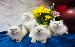 Ragdoll cats for sale: TICA Registered Magnificent Ragdoll kittens  - Image 1