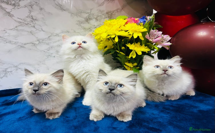 Ragdoll cats - Advert 4