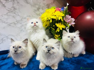 Ragdoll cats - Advert 13